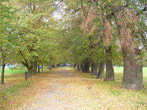 Park Miejski w Piasecznie przy Chyliczkowskiej. Zdjęcie własne: Marcin Borkowski. Zdjęcie zrobione: 10 listopada 2007 roku