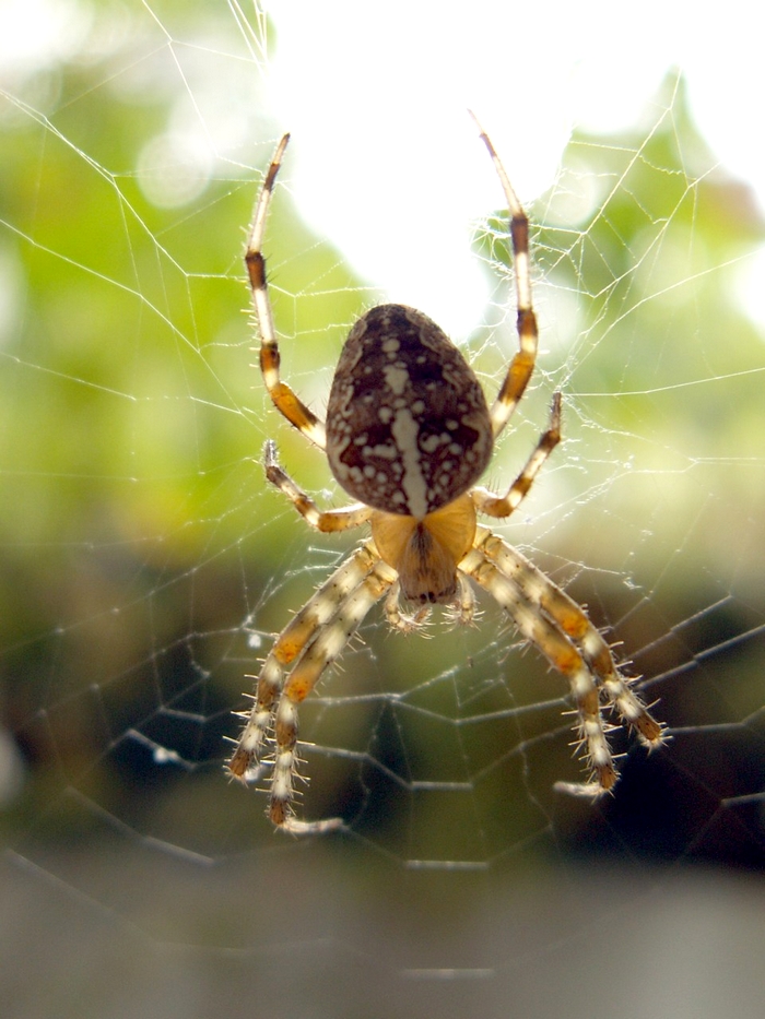 Nie lubisz pająków? To musisz polubić muchy - Uniwersytet Każdego Wieku w Zalesiu Górnym