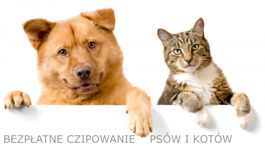 Ruszyło bezpłatne czipowanie psów i kotów na terenie gminy Konstancin-Jeziorna
