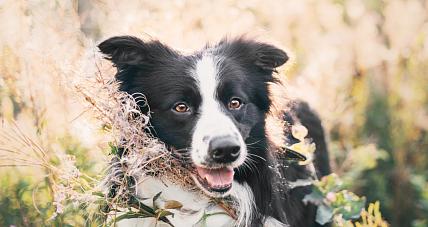 Jaką karmę zaleca się dla psów rasy Border collie